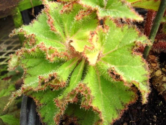 B. ‘St. Patrick’s Beard’